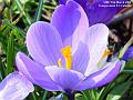 2006-0315crocus